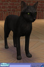 Sims 2 — Witch's Cat by phoenixsapphire — A tribute to Halloween.