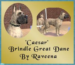 Sims 2 — Caesar_Brindle Great Dane by Raveena — This is a replica of a great dane I had many years ago. The Sims one is a