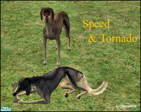 Sims 2 — Speed and Tornado by chrissy6930 — Salukis for your breeding plans: Speed (grey) and Tornado (brown).