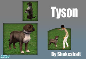 Sims 2 — Tyson by Shakeshaft — My sim version of my own dog Tyson...
