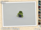 Ontario Plant 07 - Click to view and download separately!