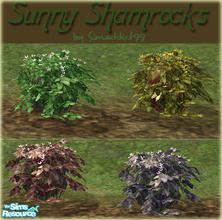 Sims 2 — Sunny Shamrocks by Simaddict99 — Small Shamrock plants, a wonderful addition to any garden. Meshes plus 3