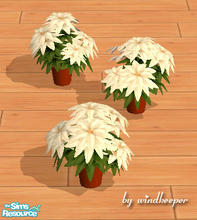 Sims 2 — Christmas poinsettia - white by Windkeeper — Christmas poinsettia, white recolor.