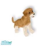 Sims 1 — TanLab by TSR Archive — Beautiful tan and white colored Lab puppy. They are looking for a nice Sims home, and a