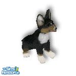 Sims 1 — Cooki by TSR Archive — This cute little Corgi is someone's cutest pet.