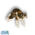 Sims 1 — Bobbi by TSR Archive — Bobbi is a beautiful Japanese bob-tailed cat..