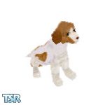 Sims 1 — Spotter by TSR Archive — Spotter is a friendly Springer Spaniel, looking for a loving Sims home. Done as a
