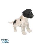 Sims 1 — Buster by TSR Archive — Buster is a Jack Russell, looking for a loving Sims home. Done as a request for a TSR
