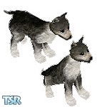 Sims 1 — Dusk by TSR Archive — Dusk is a lost wolf pup looking for a good Sims home.
