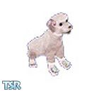 Sims 1 — Poodle in Pink Boots by WickedDarling — Dress up your pets and impress your neighbors or even the judges! Be a