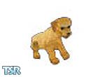 Sims 1 — Poodle Tammie by WickedDarling — a cute golden poodle puppy